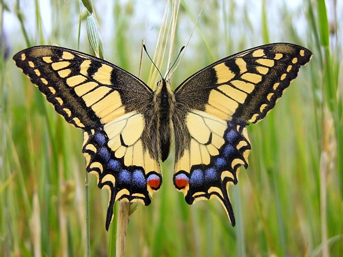 Swallowtail Butterfly in Tanzania
